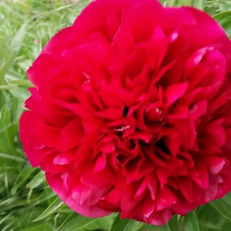 Sweet Flowers דירה Pré-Saint-Didier